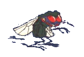 fly